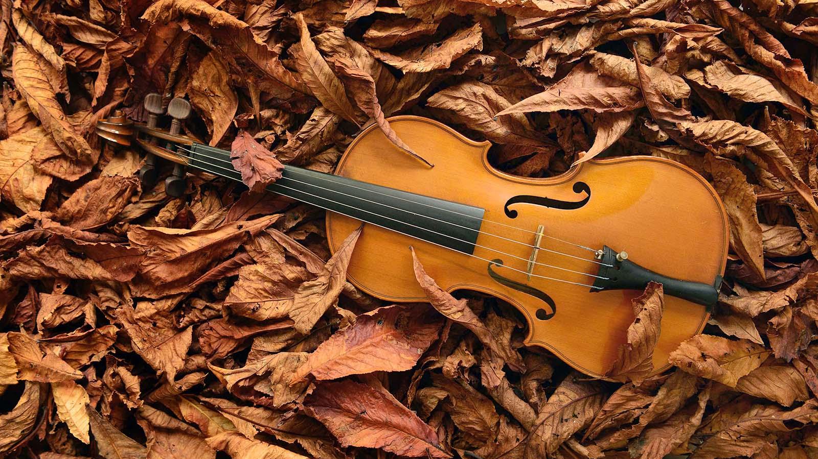 Violin HD Wallpaper 1600x900