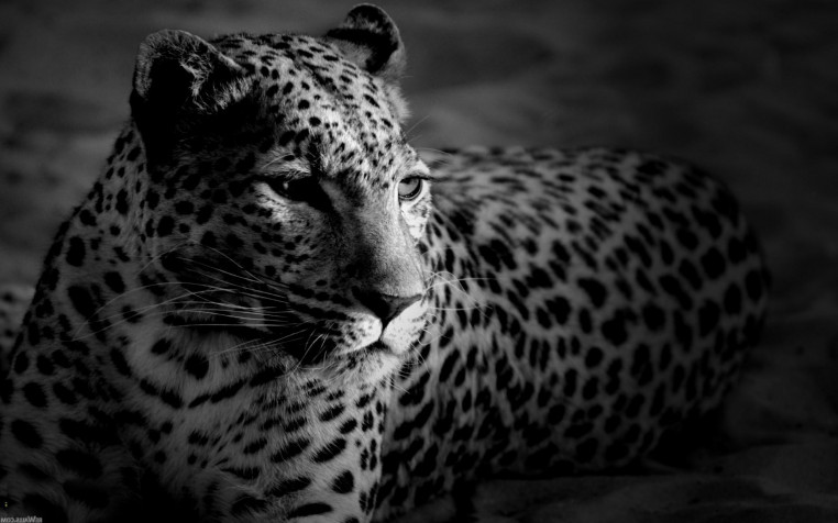 Gepard Widescreen HD Wallpaper 1920x1200px