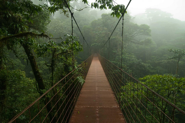 Monteverde Cloud Forest Laptop Wallpaper 2000x1339px