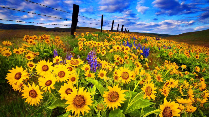 Sunflower Full HD 1080p Wallpaper 1920x1080px