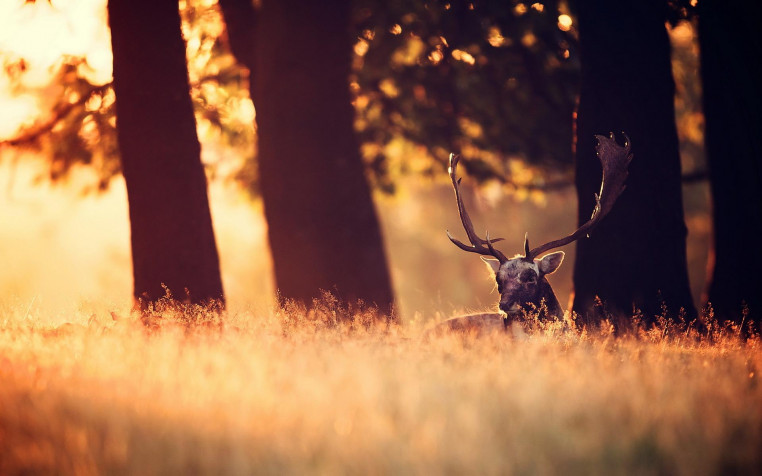 Deer Widescreen HD Wallpaper 1920x1200px