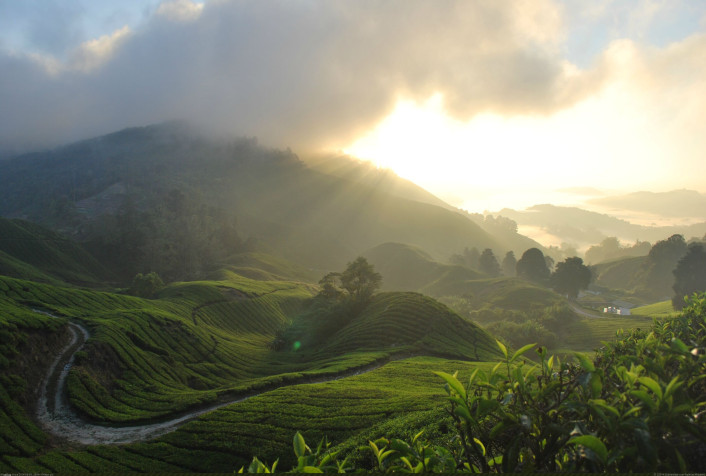 Cameron Highlands Desktop Wallpaper 2904x1956px