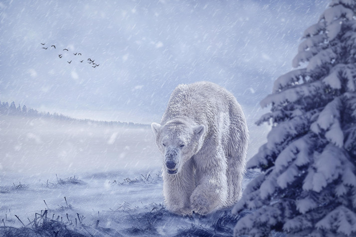 Polar Bear Desktop Background 3840x2560px