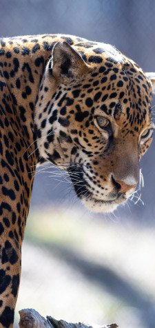 Jaguar iPhone Wallpaper 1440x3040px