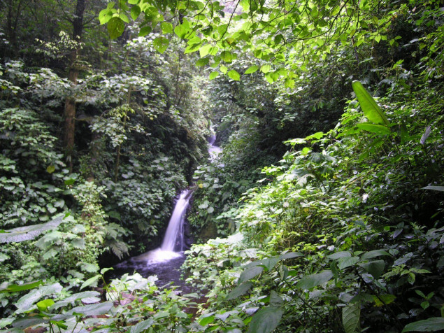 Monteverde Cloud Forest Desktop HD Wallpaper 1600x1200px