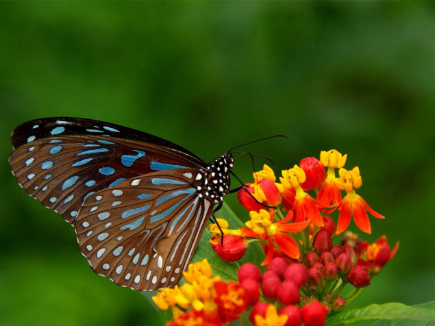 Butterfly Background Image 1600x1200px