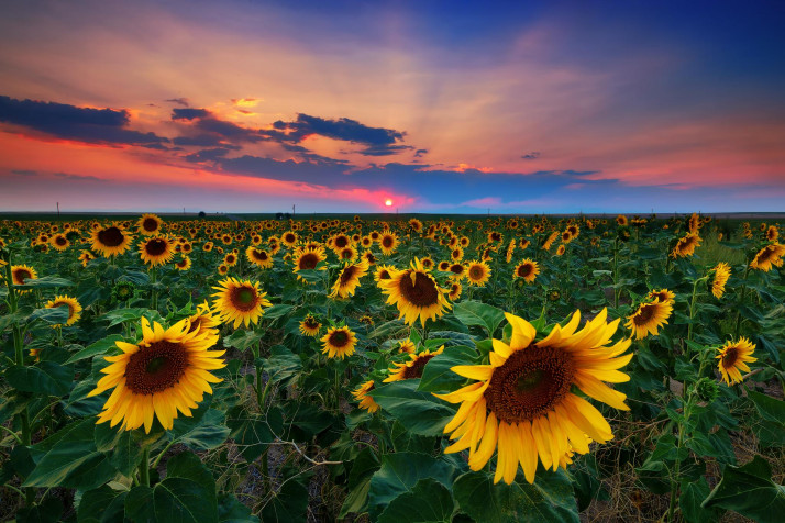 Sunflower Desktop Background 2048x1365px