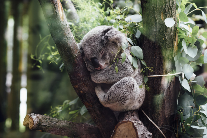 Koala MacBook Background 4804x3207px