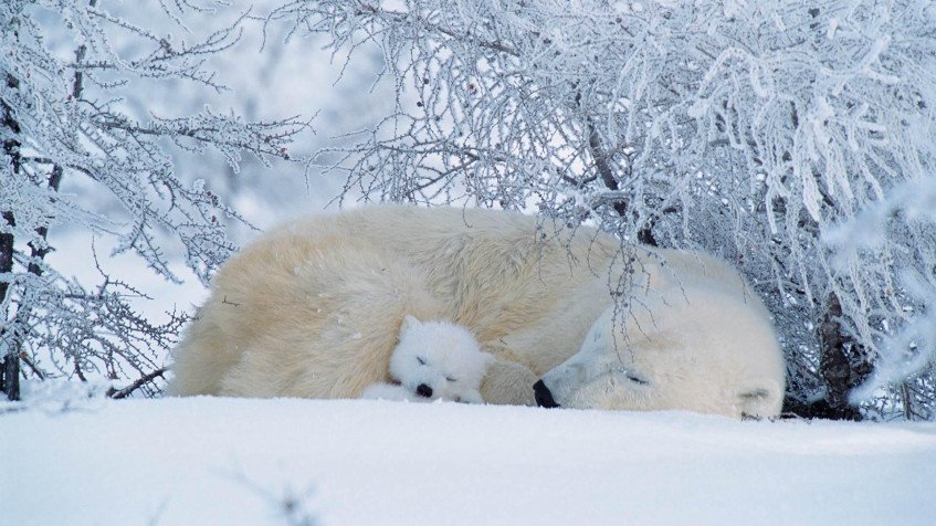 Polar Bear Full HD 1080p Wallpaper 1920x1080px