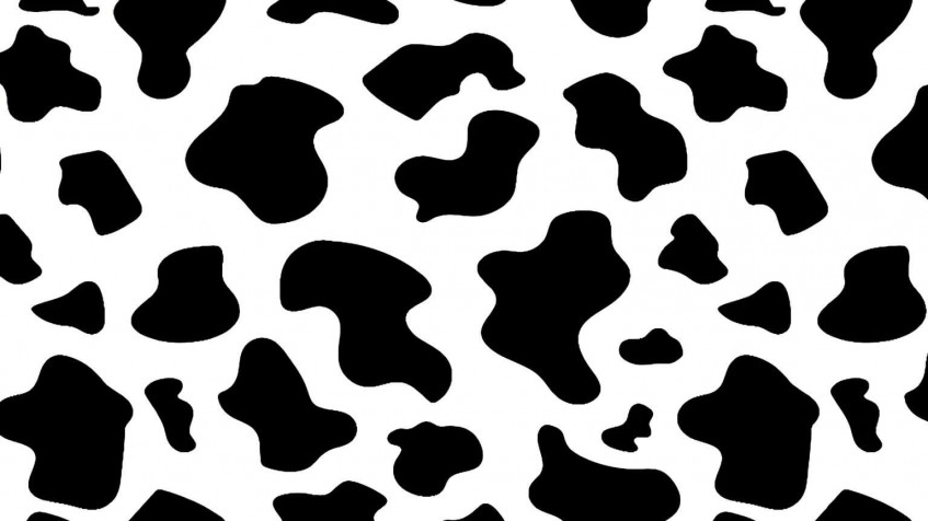 Cow Desktop HD Background 1536x864px