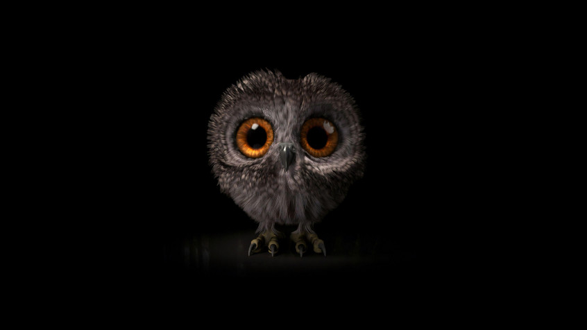 Owl 4k UHD Wallpaper 3840x2160px