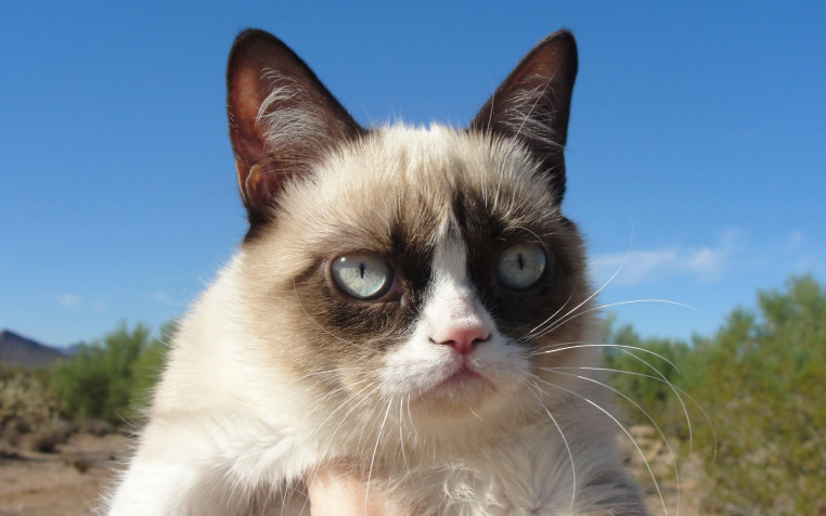 Grumpy Cat Desktop HD Background 2560x1600px