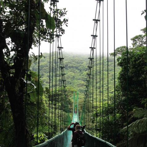 Monteverde Cloud Forest Wallpaper for iPhone 1920x1920px