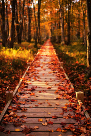 Fall iPhone Wallpaper 1280x1920px