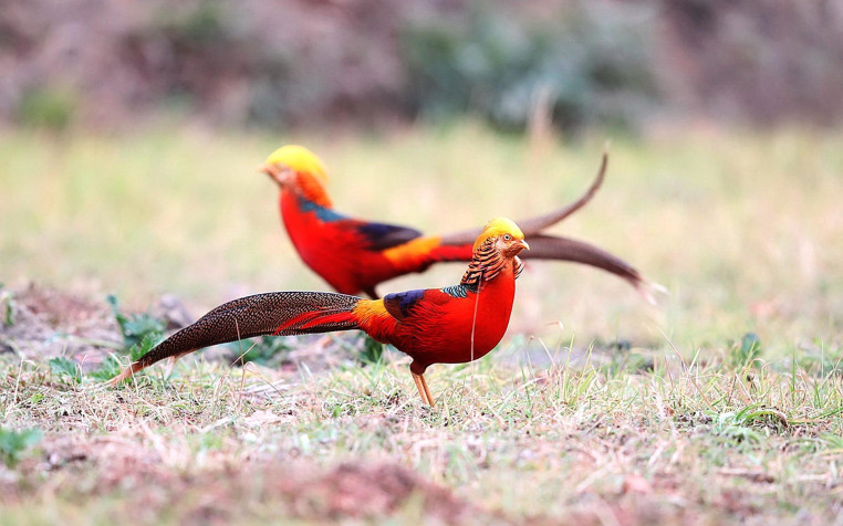 Golden Pheasant Widescreen HD Wallpaper 1920x1200px