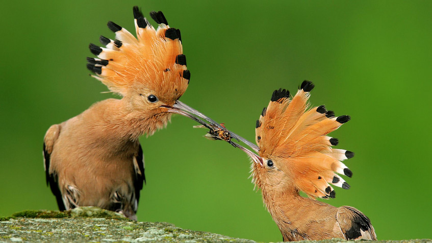 Birds Full HD 1080p Wallpaper 1920x1080px