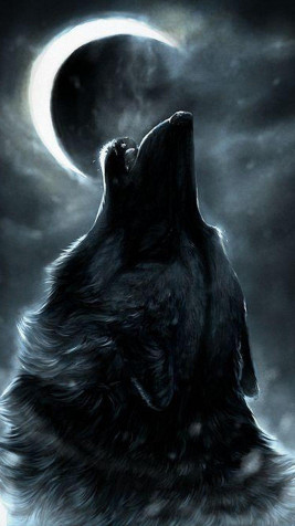 Wolf Mobile Wallpaper 1080x1920px