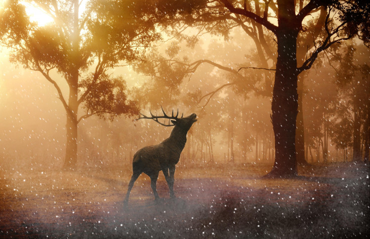 Deer HD Wallpaper 4476x2889px