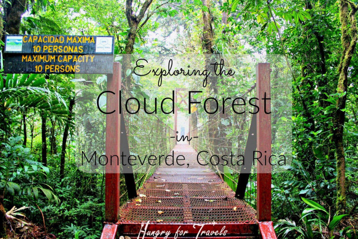 Monteverde Cloud Forest HD Wallpaper 1536x1024px