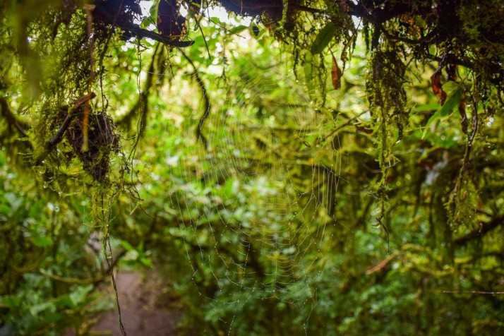 Monteverde Cloud Forest Laptop Wallpaper 1200x801px