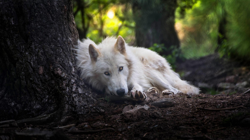 White Wolf Desktop Background 2880x1620px