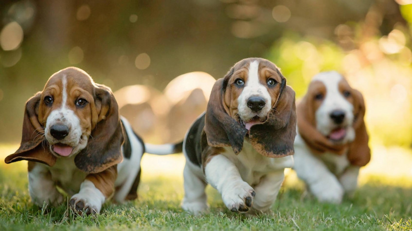 Basset Hound Dog Full HD 1080p Wallpaper 1920x1080px