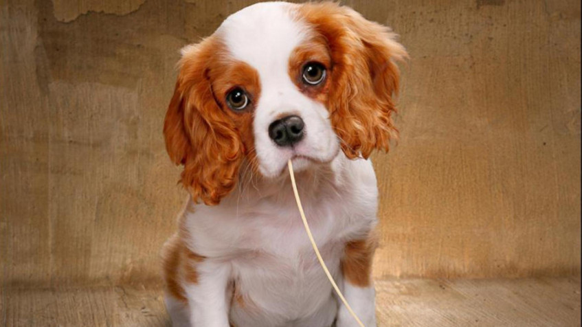 Charles Spaniel Dog Full HD 1080p Wallpaper 1920x1080px