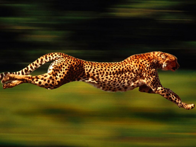 Gepard Desktop HD Background 1024x768px