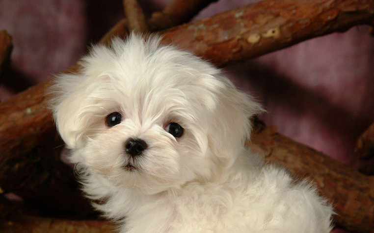 Maltese Dog Laptop Wallpaper 1680x1050px