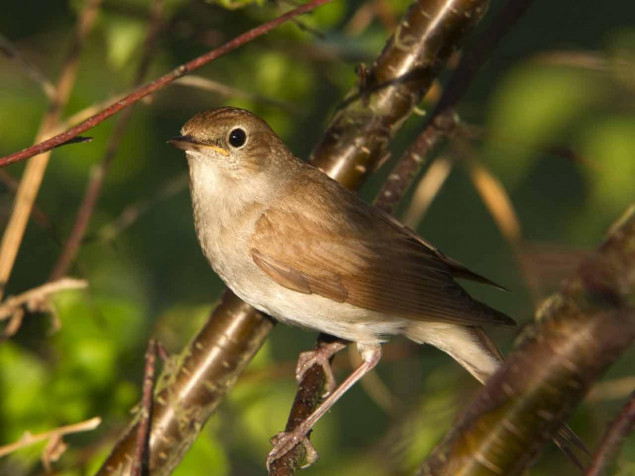 Nightingale Desktop HD Wallpaper 1280x960px