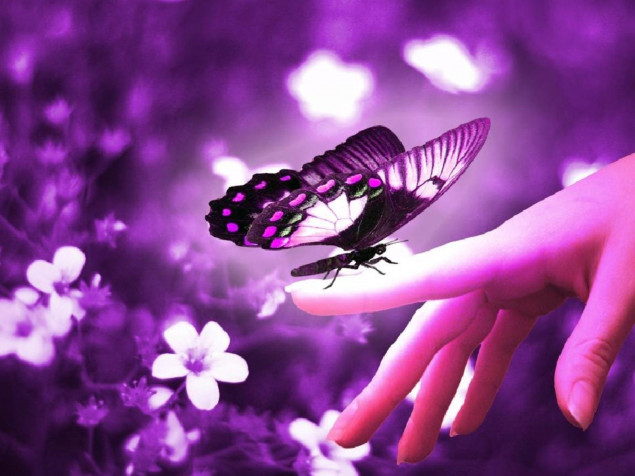 Butterfly Desktop Background 1600x1200px