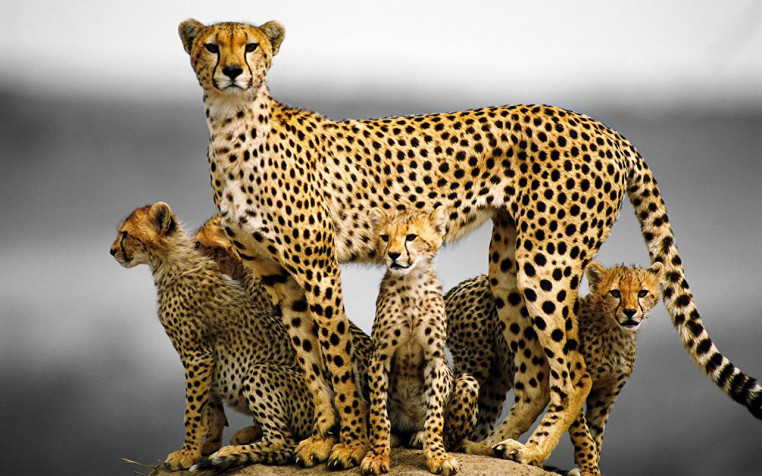 Gepard Laptop Wallpaper 1280x800px