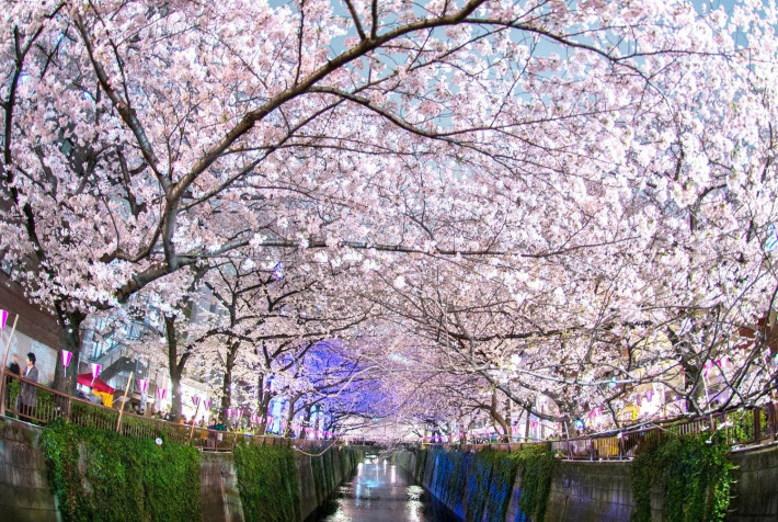 Japan Cherry Blossom Laptop Wallpaper 1500x1005px