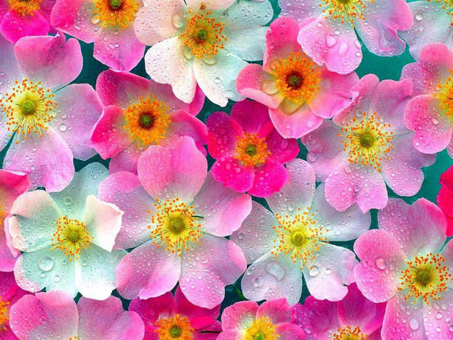 Floral Laptop Wallpaper 1024x768px