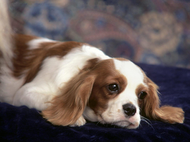 Charles Spaniel Dog Desktop HD Wallpaper 1600x1200px