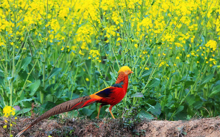 Golden Pheasant Widescreen HD Wallpaper 1920x1200px