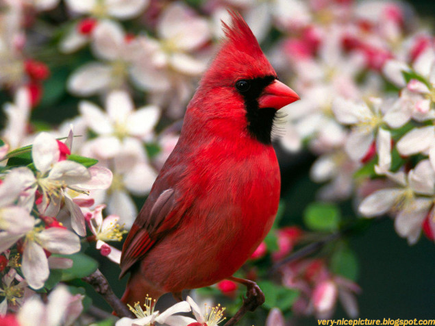 Birds Background Image 1600x1200px