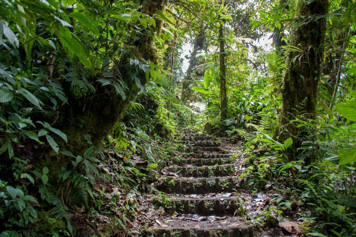 Monteverde Cloud Forest Desktop HD Background 1920x1280px