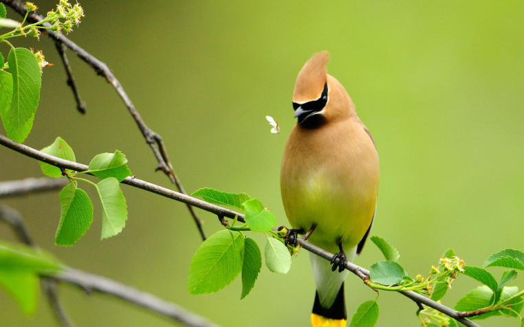 Birds HD Wallpaper 2560x1600px