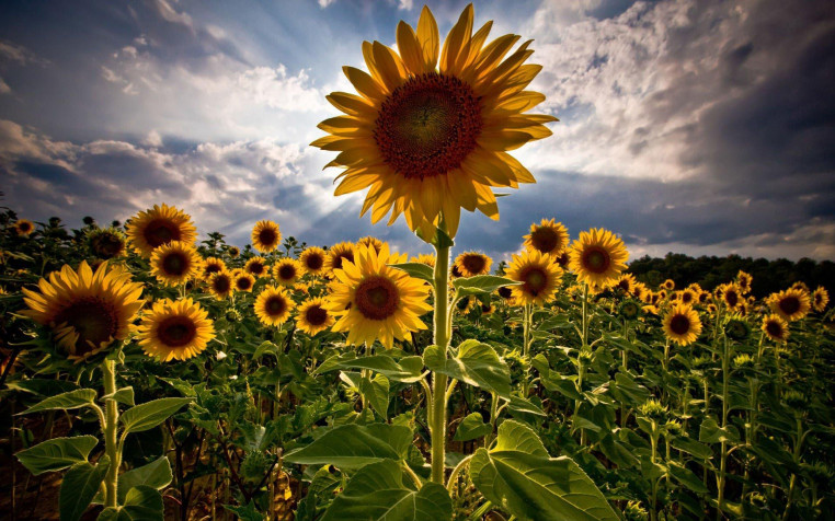 Sunflower Widescreen HD Wallpaper 1920x1200px