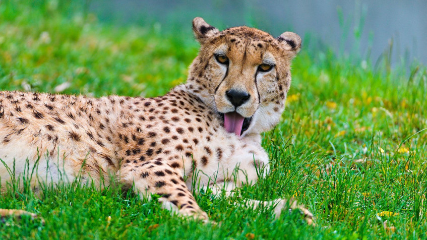 Gepard Full HD 1080p Wallpaper 1920x1080px