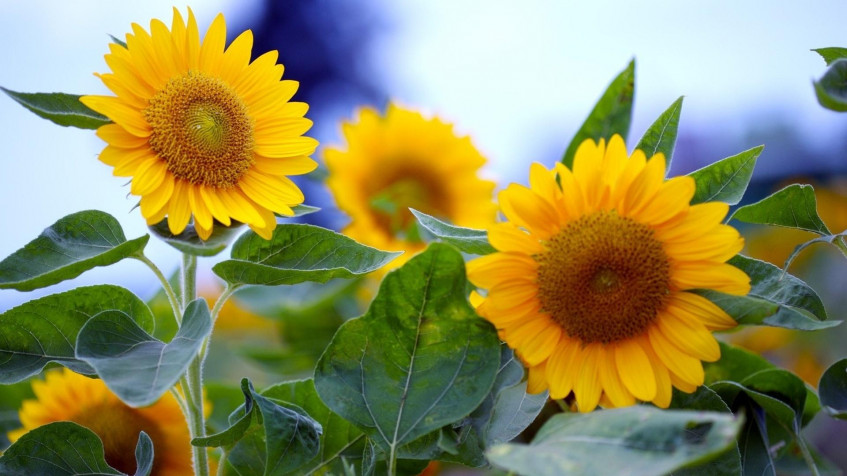 Sunflower Full HD 1080p Wallpaper 1920x1080px