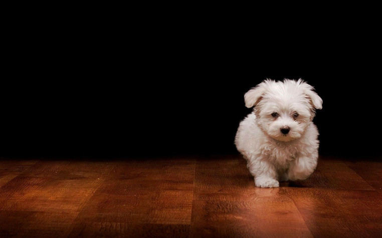 Maltese Dog Widescreen HD Wallpaper 1920x1200px