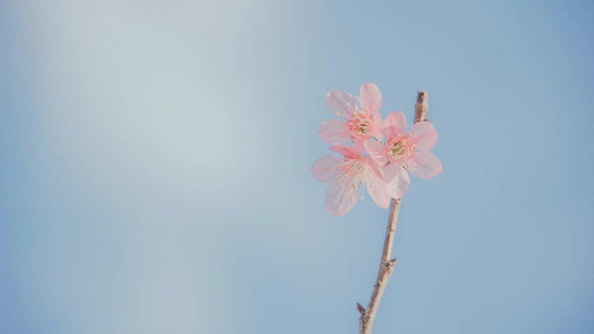 Pastel Pink Full HD 1080p Wallpaper 1920x1080px