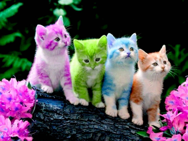 Kitten Wallpaper Image 1920x1440px