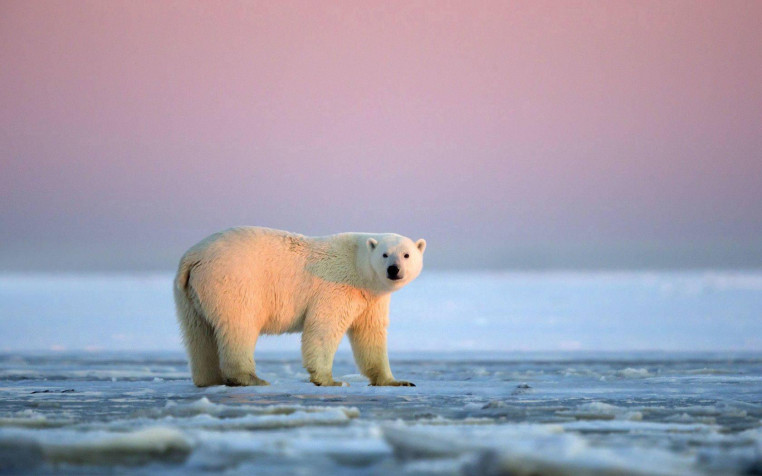 Polar Bear Desktop Wallpaper 1680x1050px