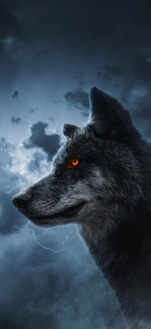 Wolf iPhone Background 1280x2774px