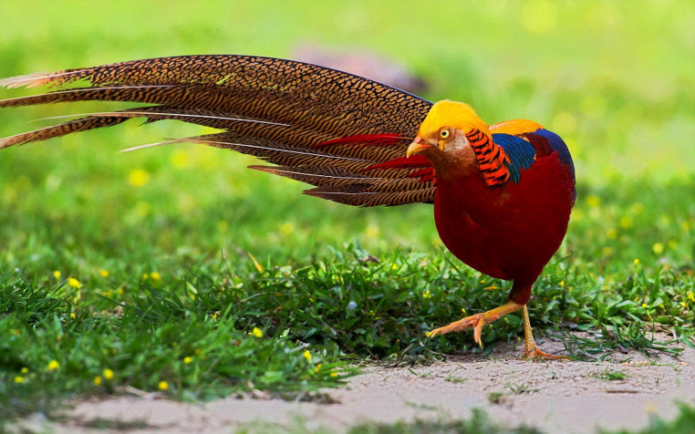 Golden Pheasant Widescreen HD Wallpaper 1920x1200px