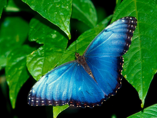 Butterfly Desktop Background 1600x1200px