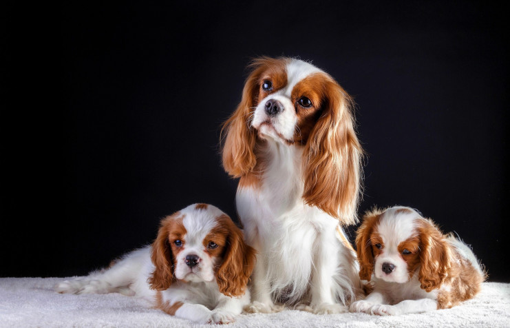 Charles Spaniel Dog Laptop Wallpaper 4000x2569px